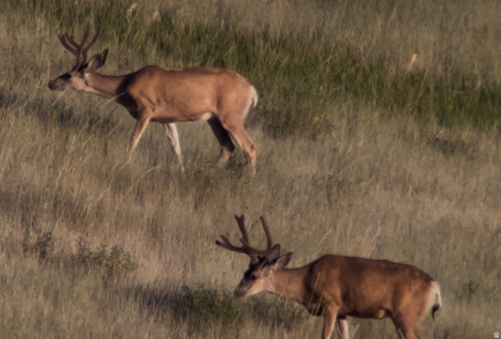  Malad City, ID 83252