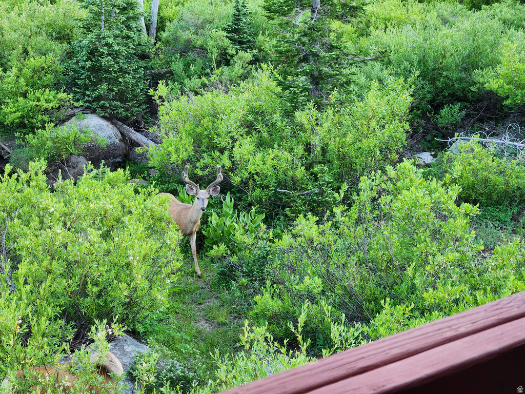 8101 S MILLICENTVIEW LN Brighton, UT 84121