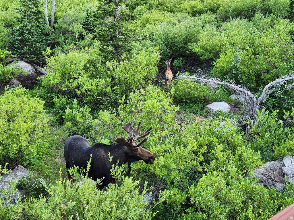 8101 S MILLICENTVIEW LN Brighton, UT 84121