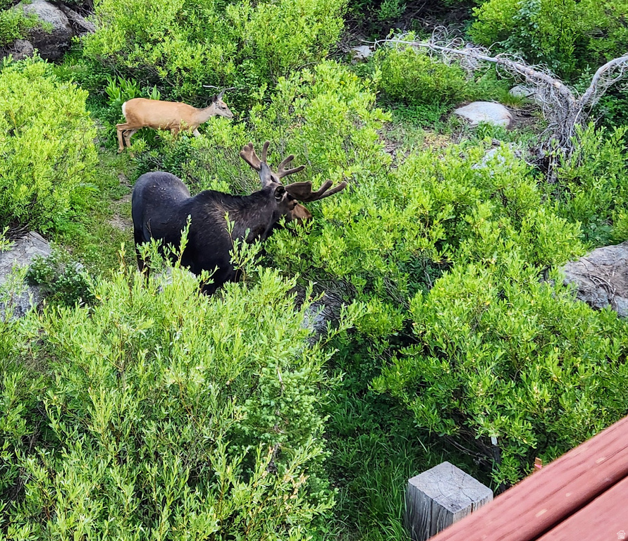 8101 S MILLICENTVIEW LN Brighton, UT 84121