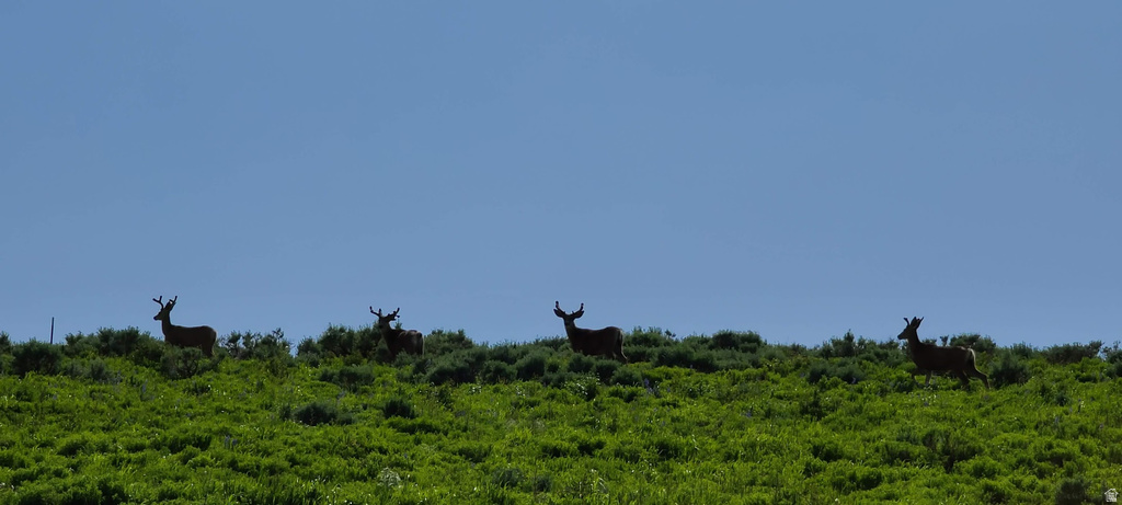  Spanish Fork, UT 84660