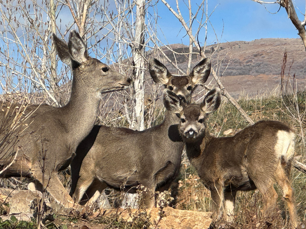 3732 N RIVER DR Eden, UT 84310