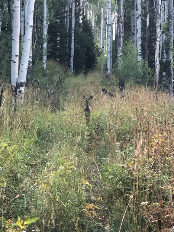 NORTH FORK RD Duck Creek Village, UT 84762