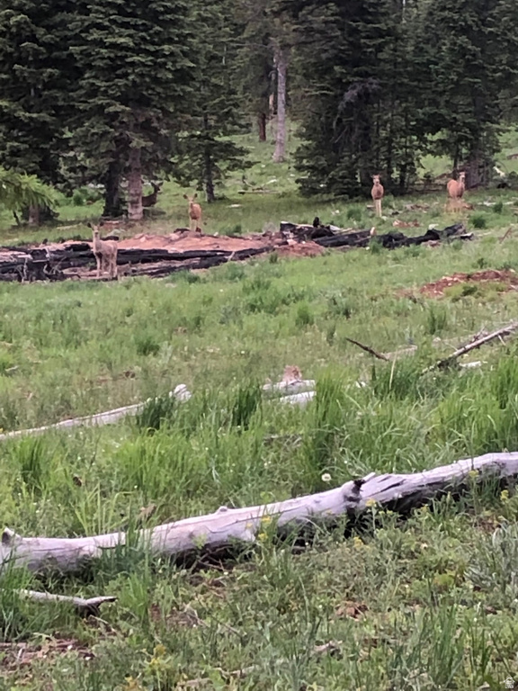 NORTH FORK RD Duck Creek Village, UT 84762