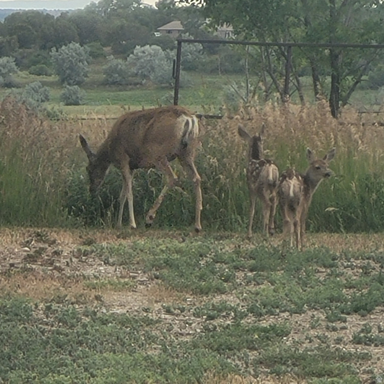 9151 N 2160 W Neola, UT 84053