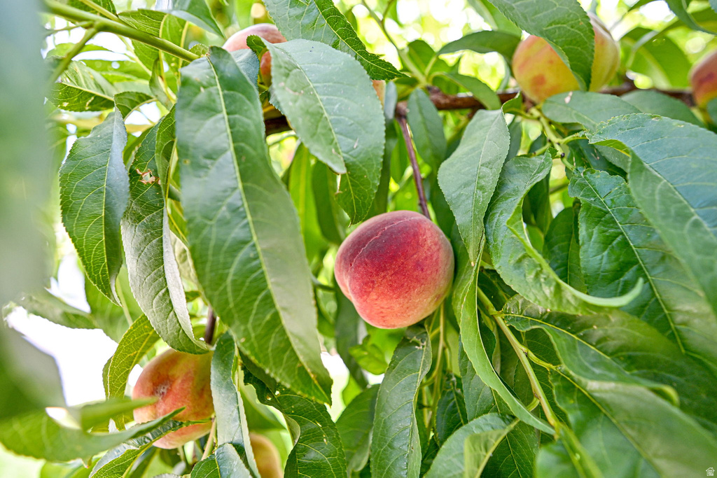 731 S 3050 W Syracuse, UT 84075