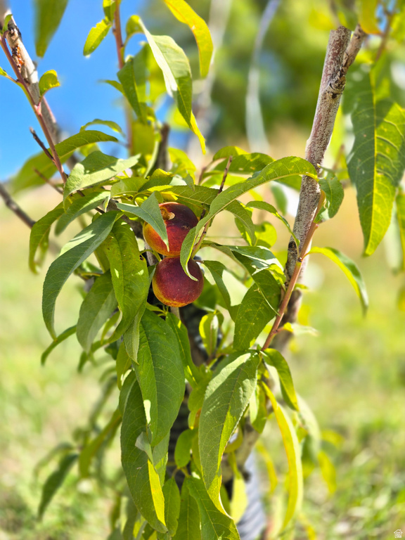 4611 S COVE LN Heber City, UT 84032