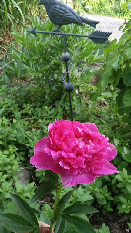 2707 S POLK AVE Ogden, UT 84403