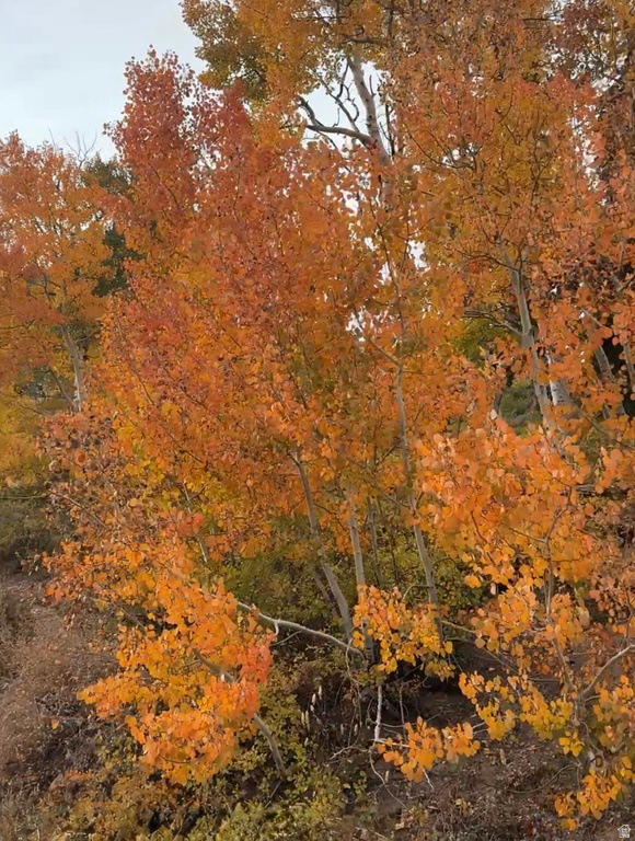 6838 E 6675 N Eden, UT 84310