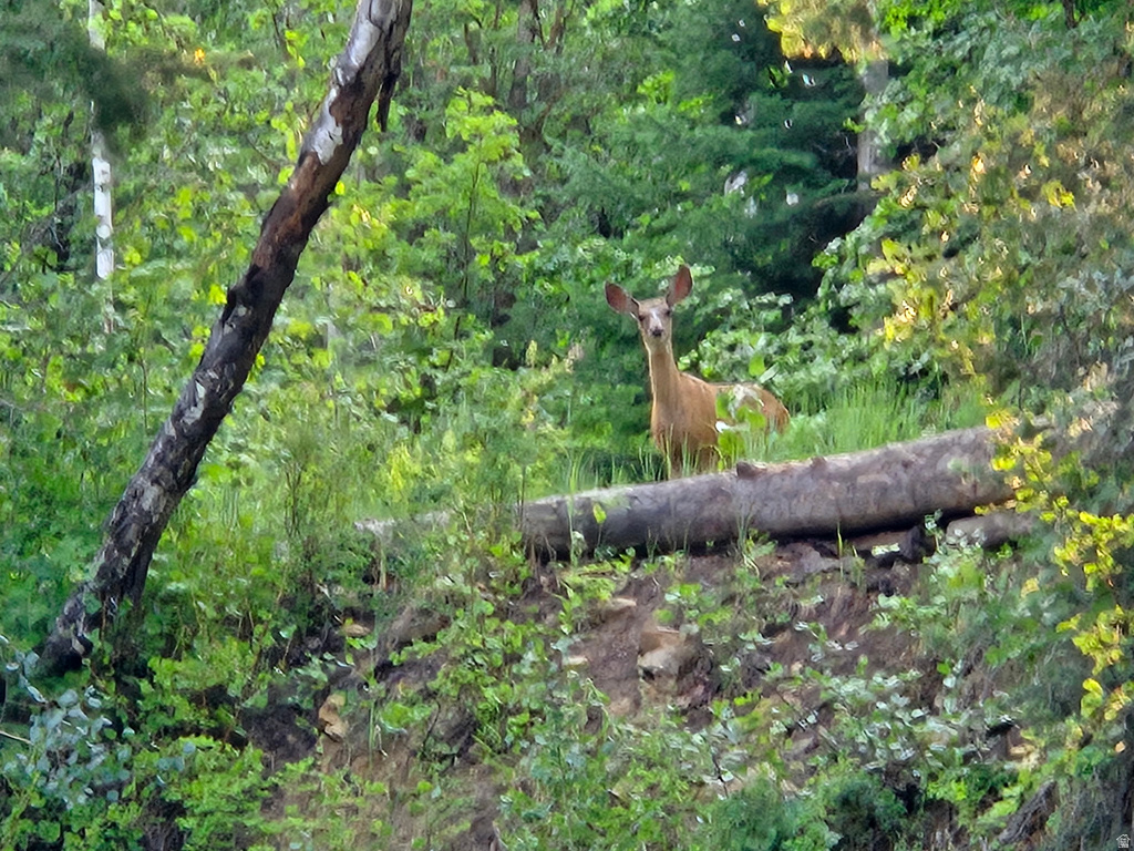 827 E NORTH FORK RD Fairview, UT 84629