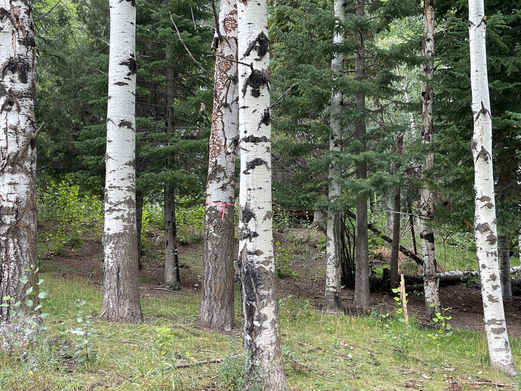 6071 N SHADYSIDE DR #7 Provo Canyon, UT 84604