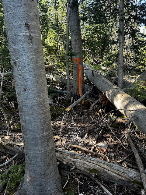 115 S OLYMPIC DR Brian Head, UT 84719