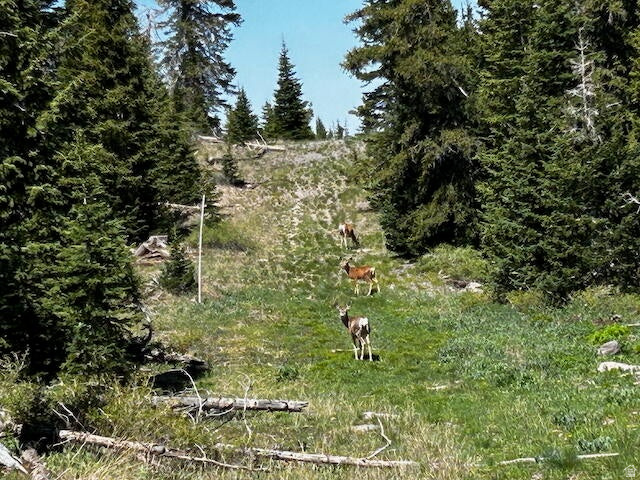 115 S OLYMPIC DR Brian Head, UT 84719