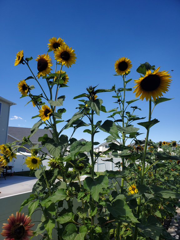 1082 E SPRINGWATER WAY #812 Eagle Mountain, UT 84005