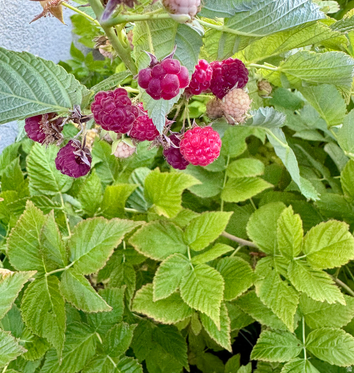 885 CANYON VIEW DR #8 Roosevelt, UT 84066