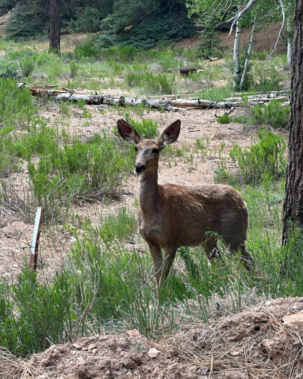 1275 N PIUTE DR Duck Creek Village, UT 84762