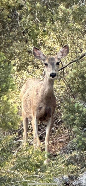 1275 N PIUTE DR Duck Creek Village, UT 84762