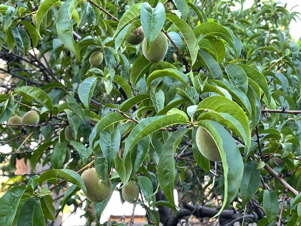 4085 S OLYMPIC WAY Holladay, UT 84124