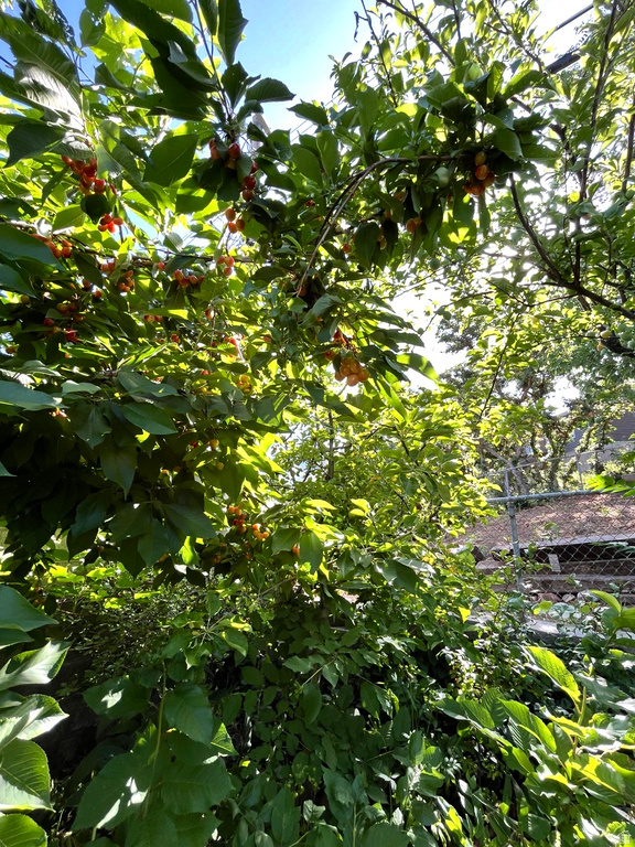 4085 S OLYMPIC WAY Holladay, UT 84124