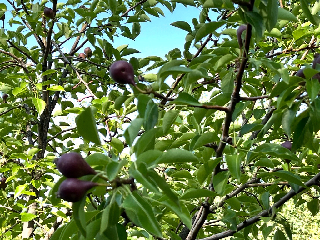 4085 S OLYMPIC WAY Holladay, UT 84124