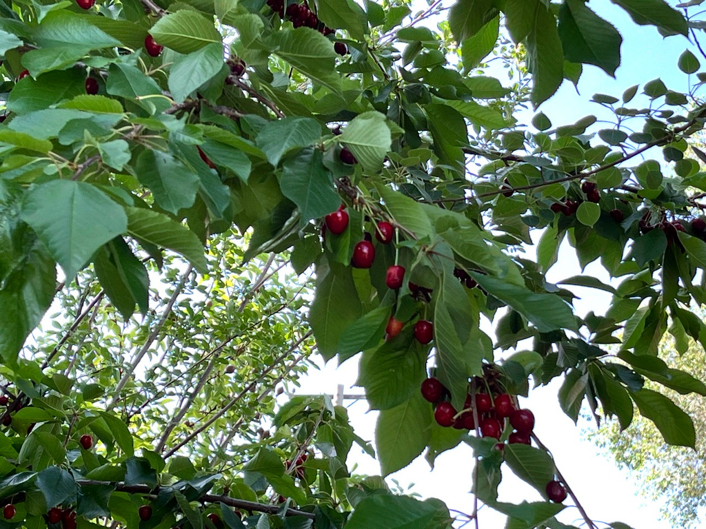 4085 S OLYMPIC WAY Holladay, UT 84124