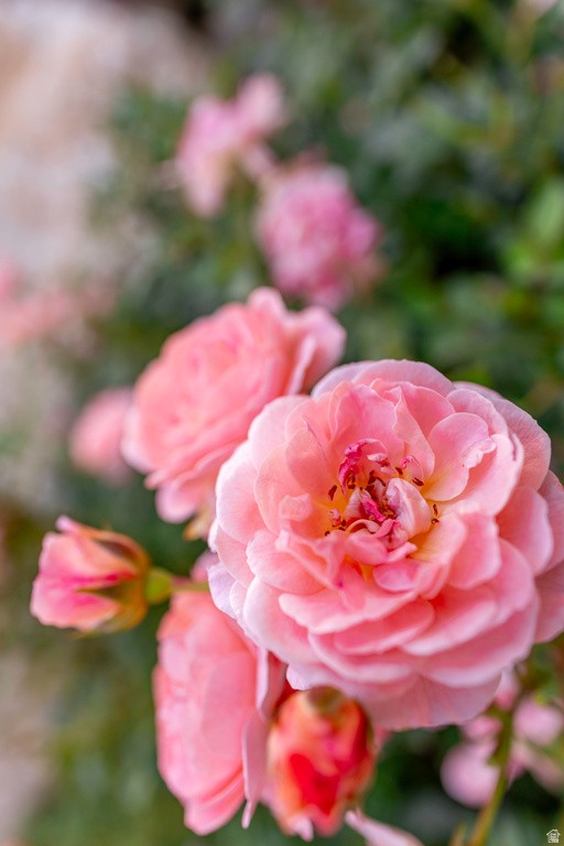 8867 S EAST HILLS DR Sandy, UT 84093