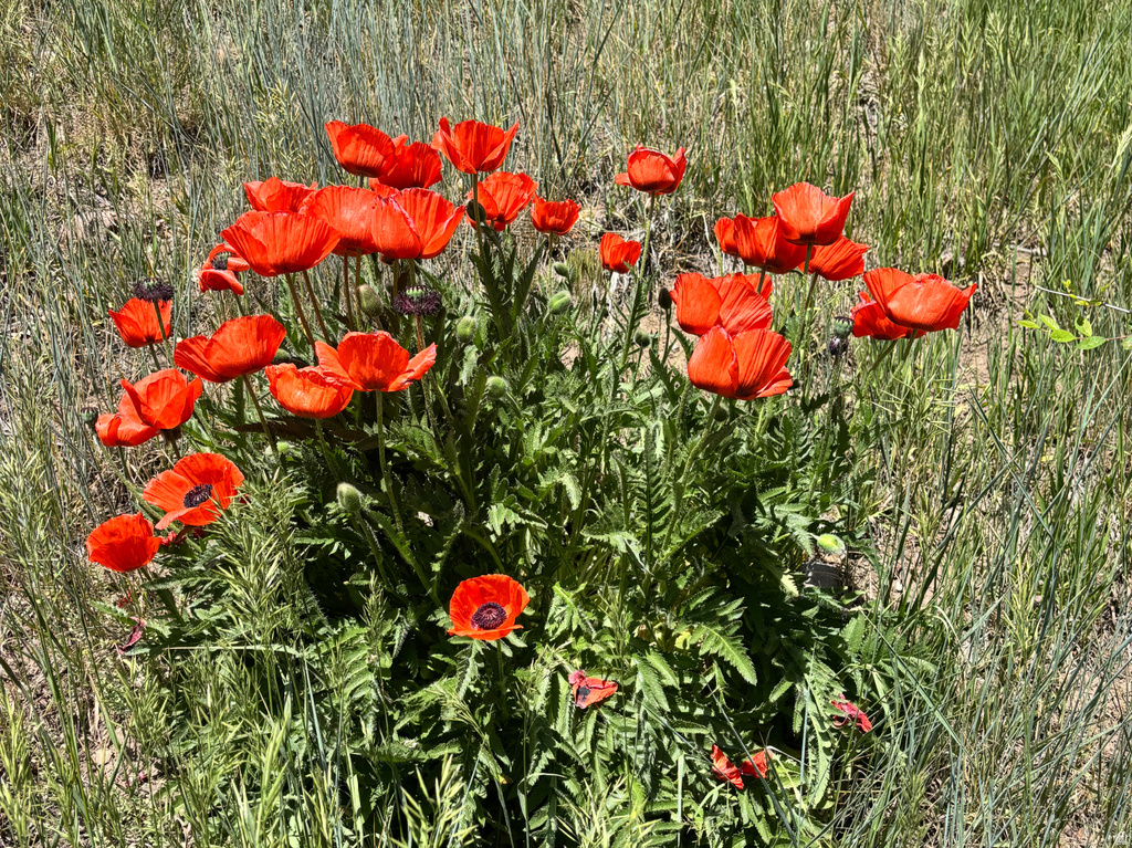 1370 E MEADOW VALLEY DR #24 Draper, UT 84020