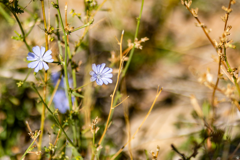 5855 E PIONEER RIDGE CIR Salt Lake City, UT 84108
