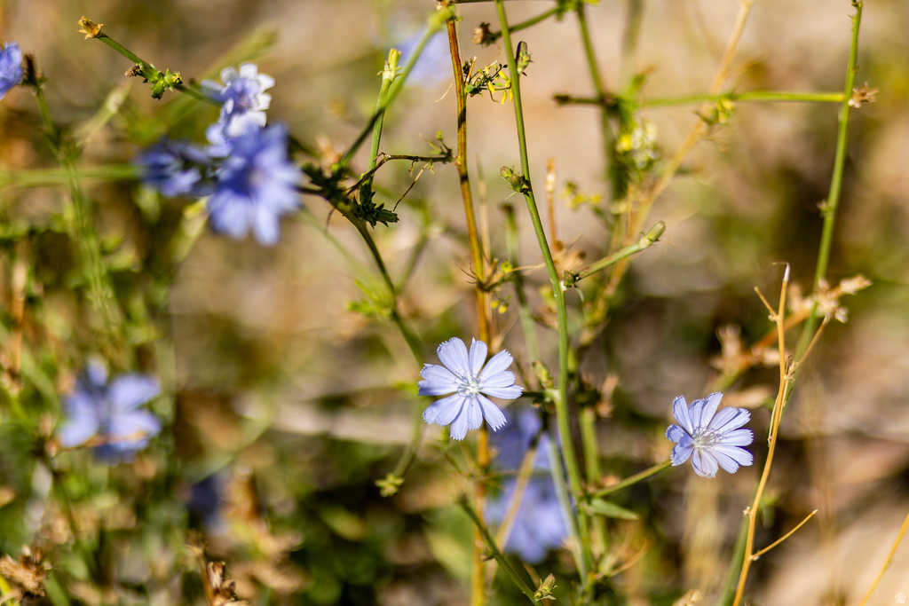 5855 E PIONEER RIDGE CIR Salt Lake City, UT 84108