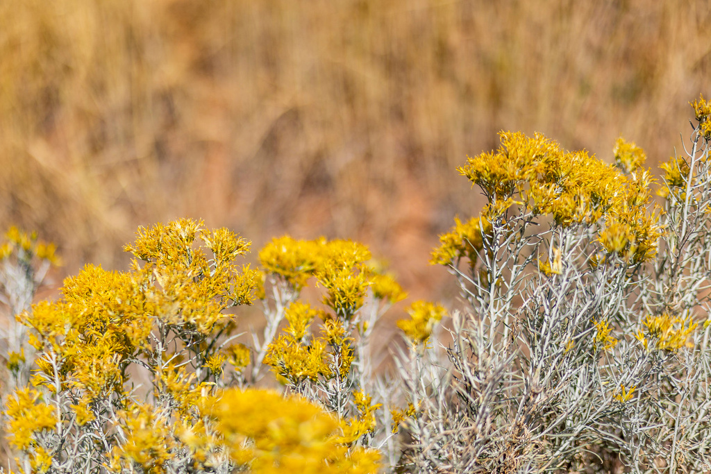 5855 E PIONEER RIDGE CIR Salt Lake City, UT 84108