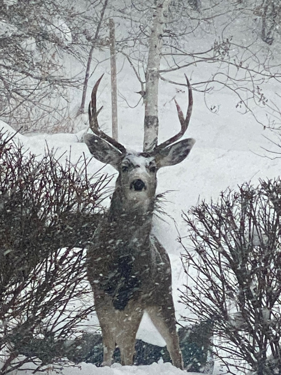 7980 S 2800 E South Weber, UT 84405