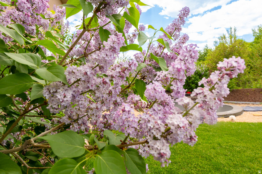 566 WILD WILLOW DR Francis, UT 84036