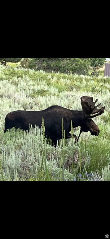 303  S CLYDE LAKE DR Heber City, UT 84032