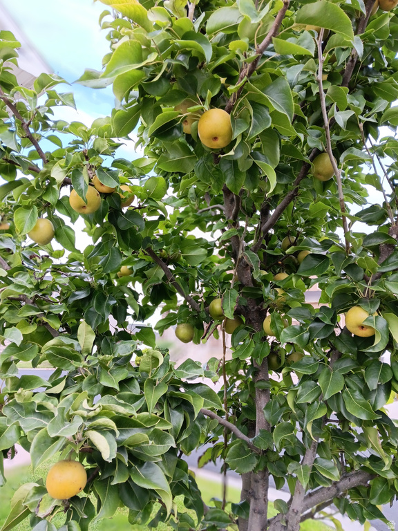 2292 S 2060 W Woods Cross, UT 84087