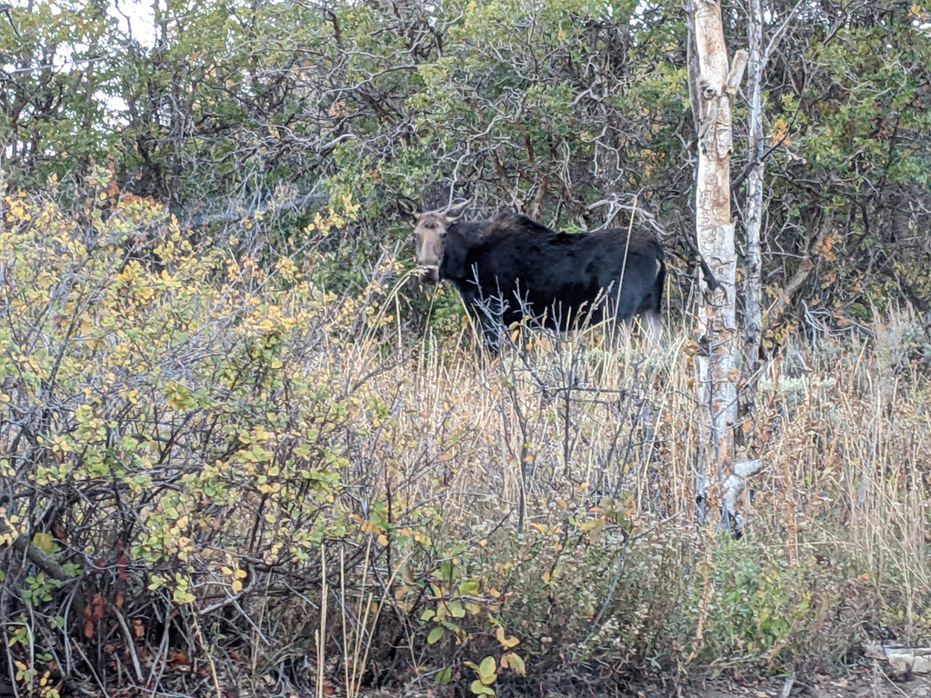 156  MOUNTAIN VW Oakley, UT 84055