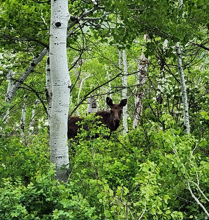 156  MOUNTAIN VW Oakley, UT 84055