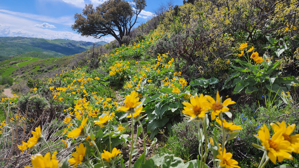 156  MOUNTAIN VW Oakley, UT 84055