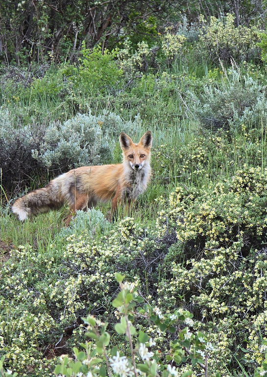 156  MOUNTAIN VW Oakley, UT 84055