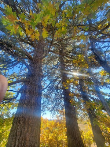 248 N SPRING DR Springdale, UT 84767