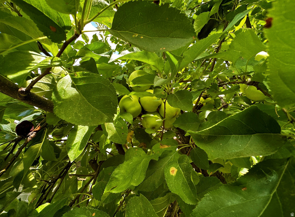 960 E SAGEHILL DR Millcreek, UT 84124