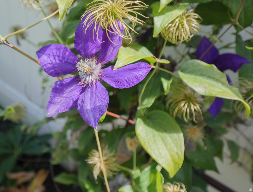 920 E QUEENSMILL LN Salt Lake City, UT 84106