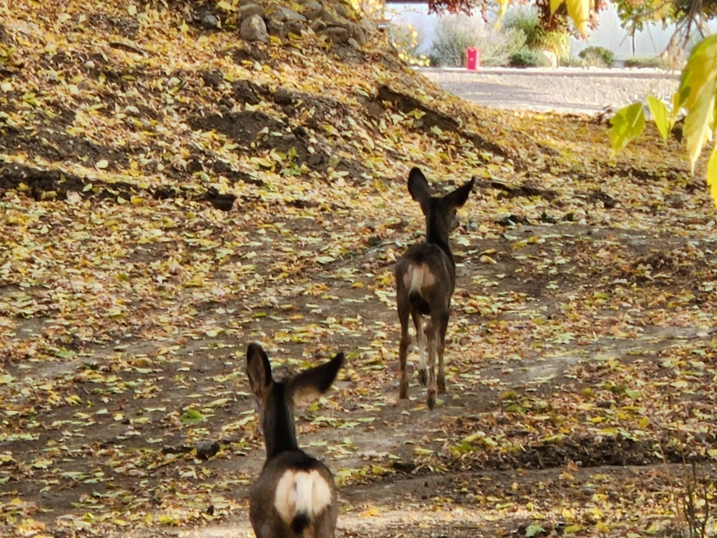 711 E 400 N Springville, UT 84663