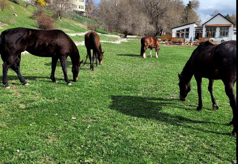 711 E 400 N Springville, UT 84663