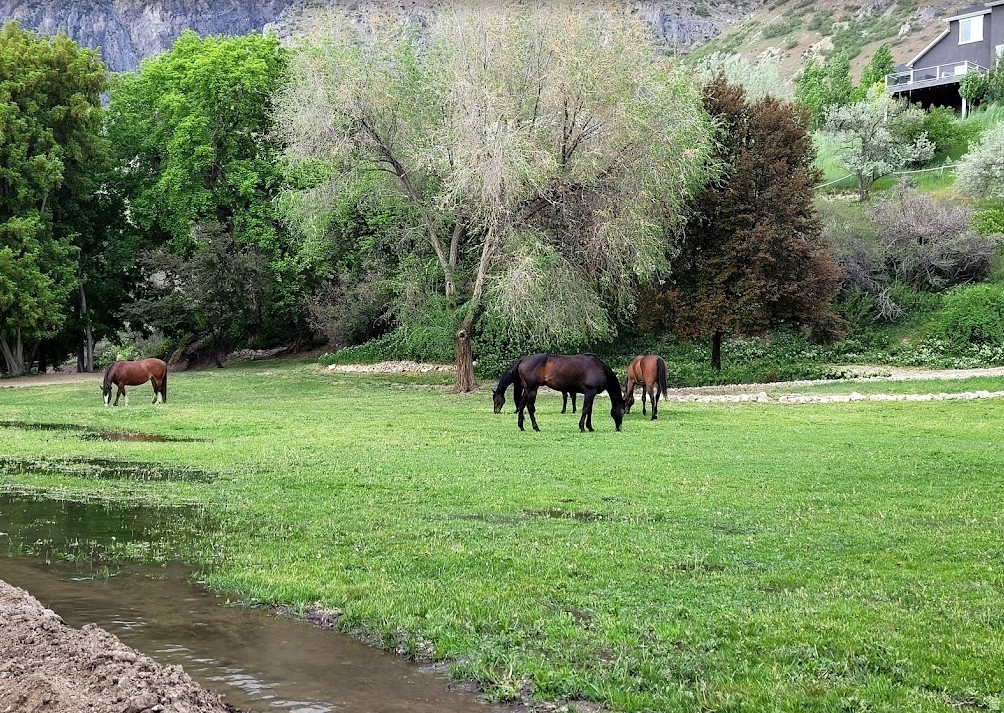 711 E 400 N Springville, UT 84663