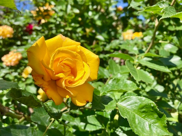 3984 S LUETTA DR Millcreek, UT 84124