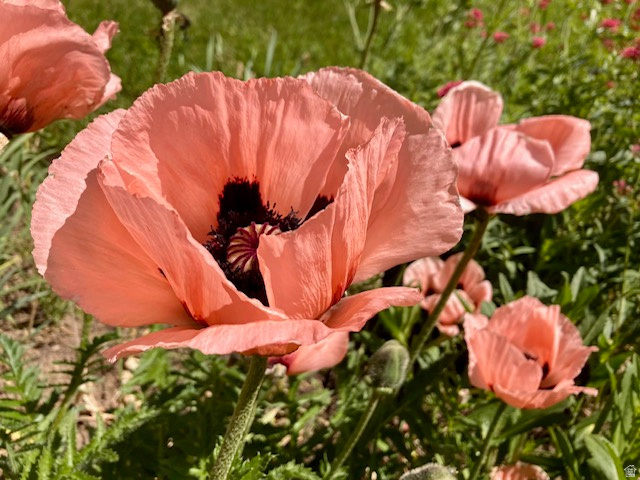 3984 S LUETTA DR Millcreek, UT 84124