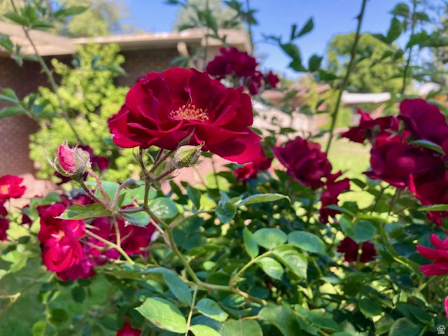 3984 S LUETTA DR Millcreek, UT 84124