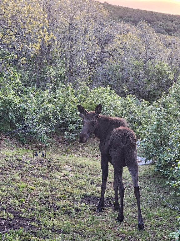 11360 SKYLINE DR #170 Echo, UT 84024