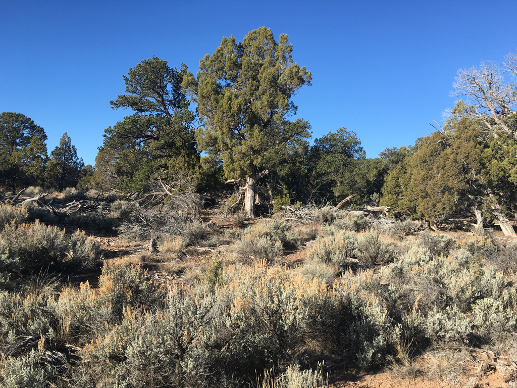 259 N OLD HWY Monticello, UT 84535