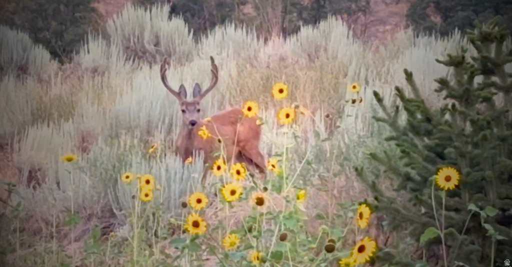 2254 S VALLEY DR Mapleton, UT 84664